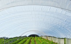 Polska folia ogrodnicza - tunelowa zielona Warter Polymers szerokość 8m UV4