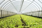 Folia ogrodnicza - tunelowa transparentna Gardenvit szerokość 10m UV10